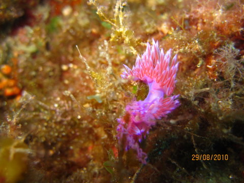 Flabellina sp.